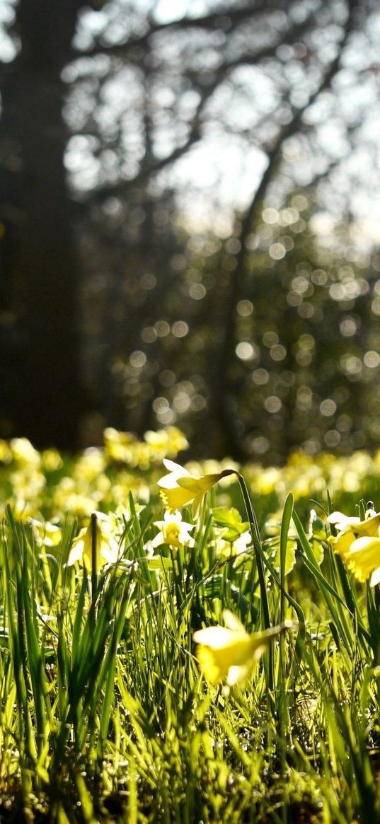 daffodils, spring, forest, nature, reflections