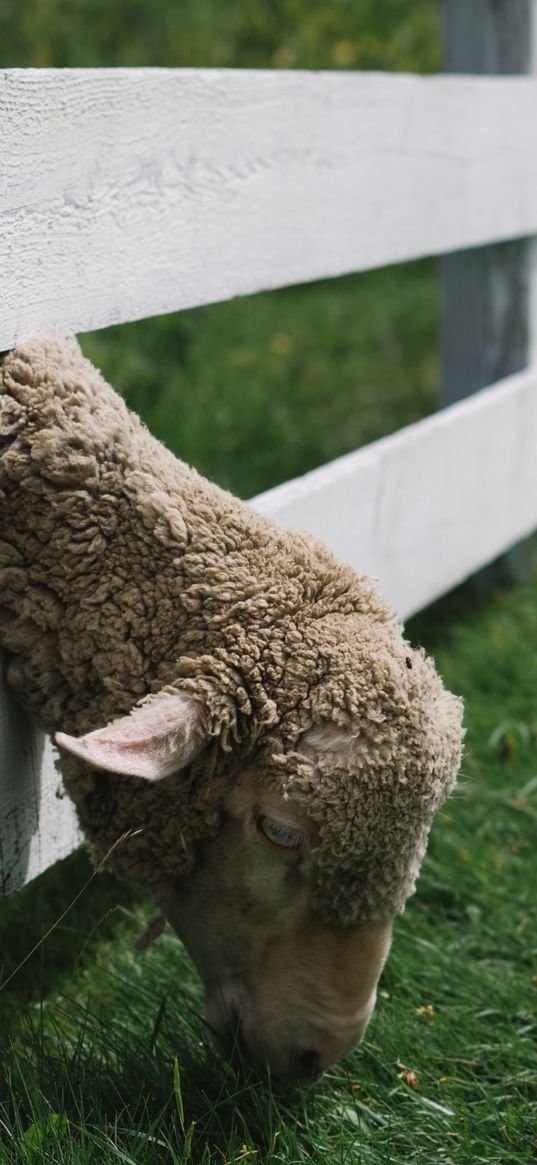 sheep, animal, fence, grass