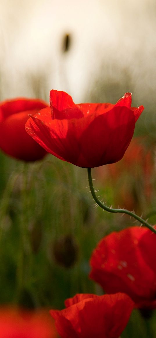 poppies, flowers, herbs, field