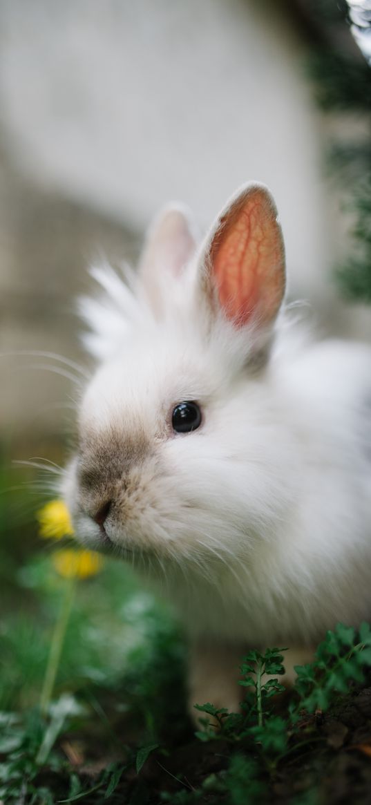 rabbit, animal, grasses, fluffy, cute