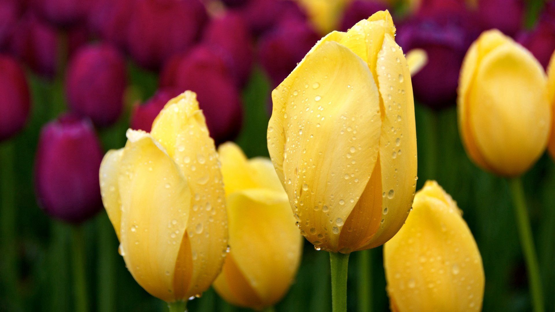 tulips, buds, drops, different, herbs