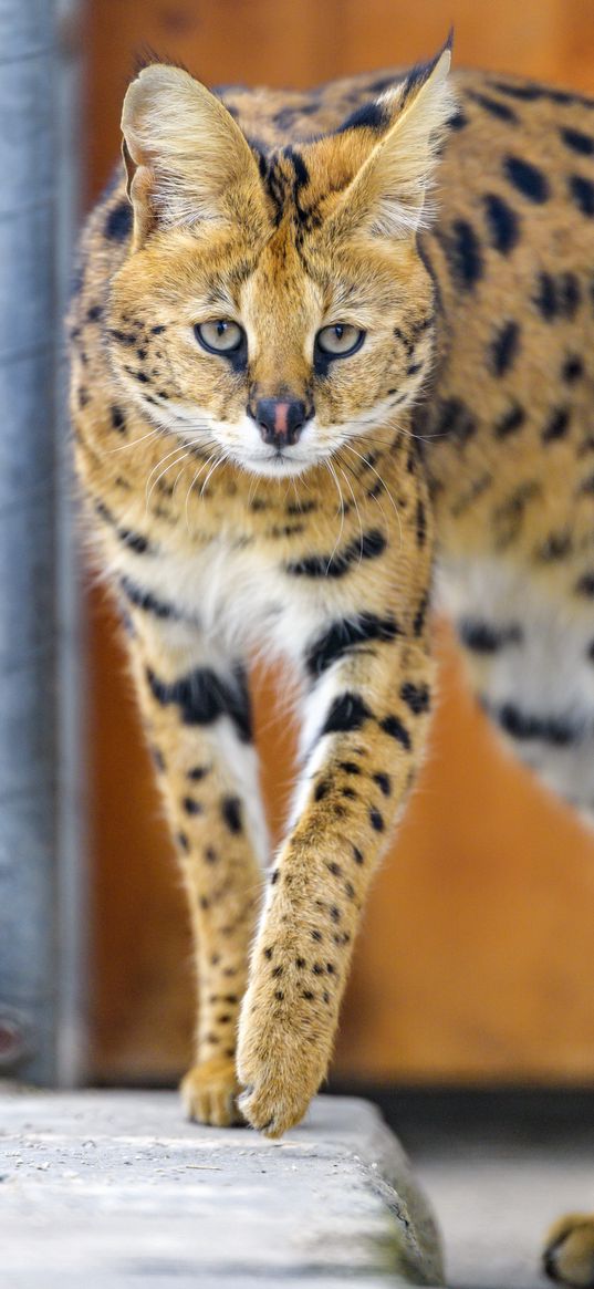 serval, cat, animal, wild