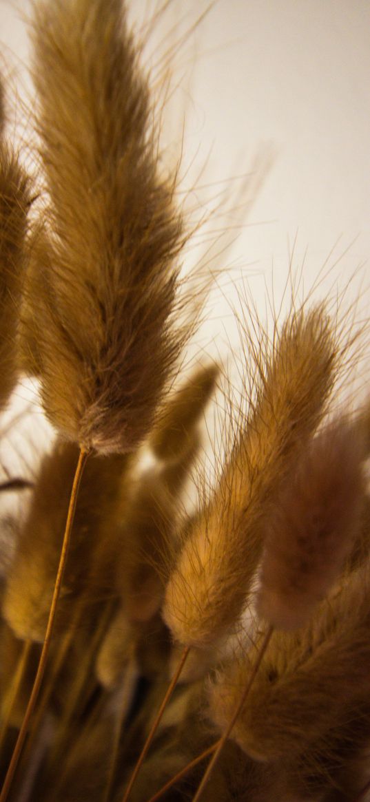 ears, stems, bouquet, herbarium, macro