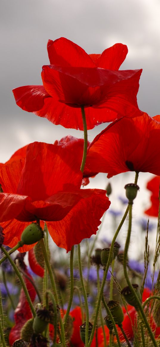 poppies, flowers, plants, field