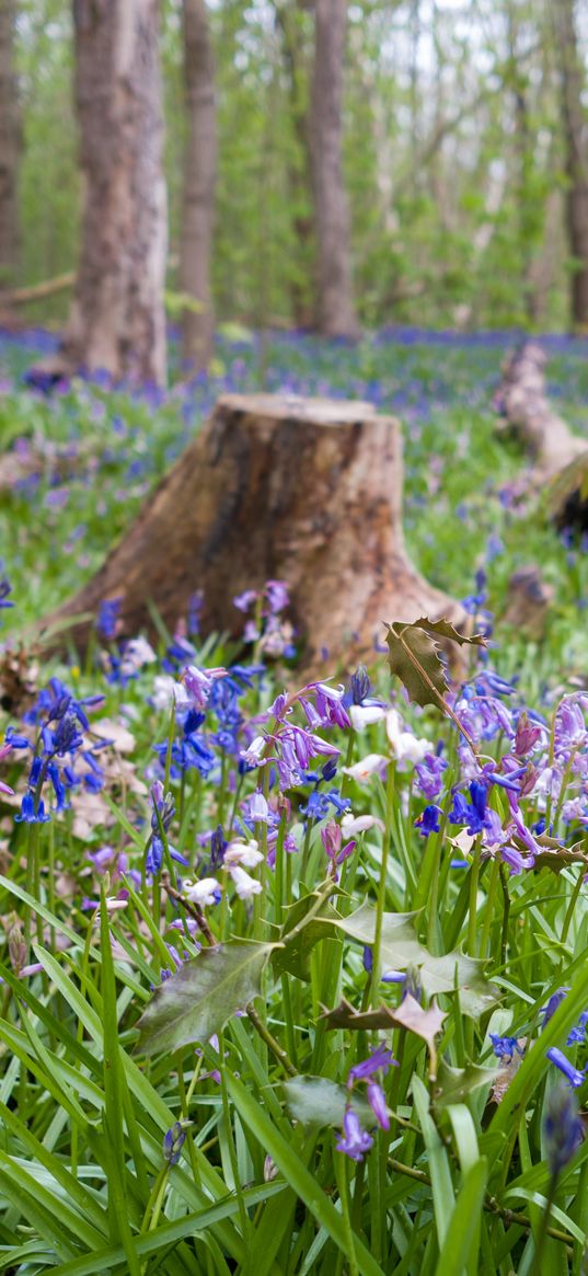 wild flowers, flowers, plants, field, trees