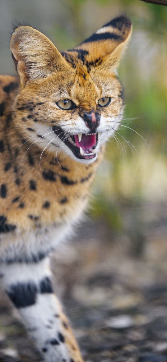 serval, grin, animal, predator, cat, wild