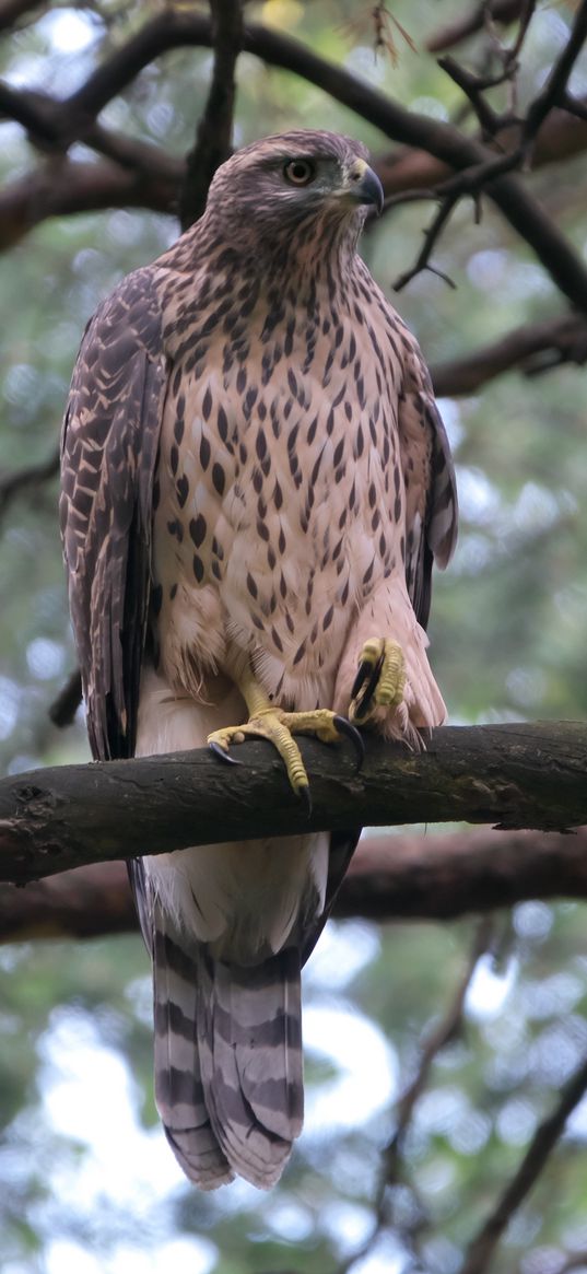 goshawk, bird, branch, wildlife