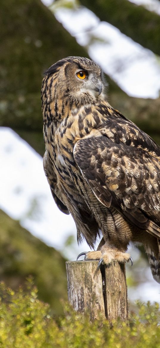 owl, bird, watching, wildlife