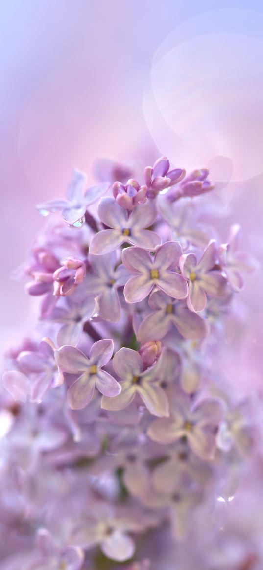 lilac, flowers, macro, purple, delicate