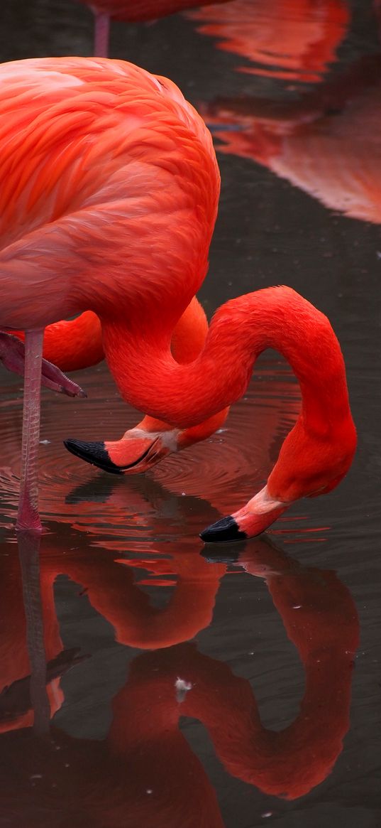 flamingo, birds, red, water