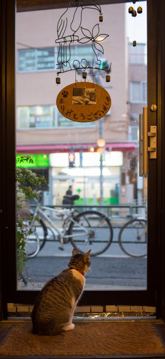 cat, animal, door, glass, watching