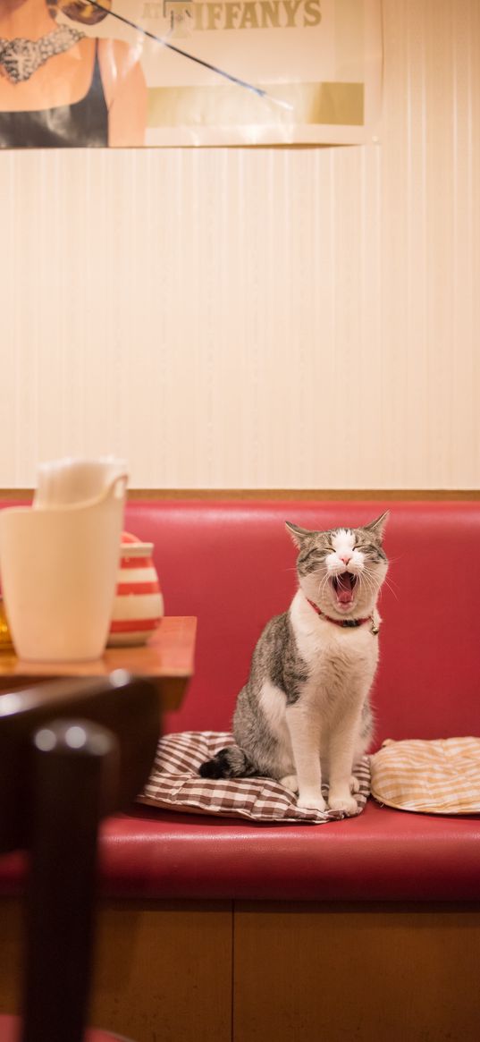 cat, animal, yawn, funny, cool