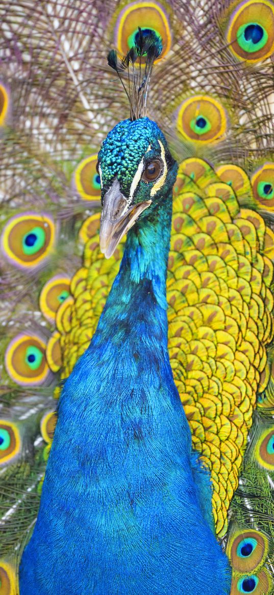 peacock, bird, feathers, bright, pattern