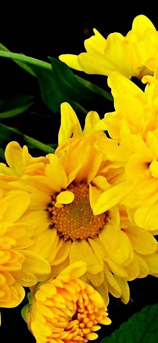 chrysanthemum, bouquet, yellow, green