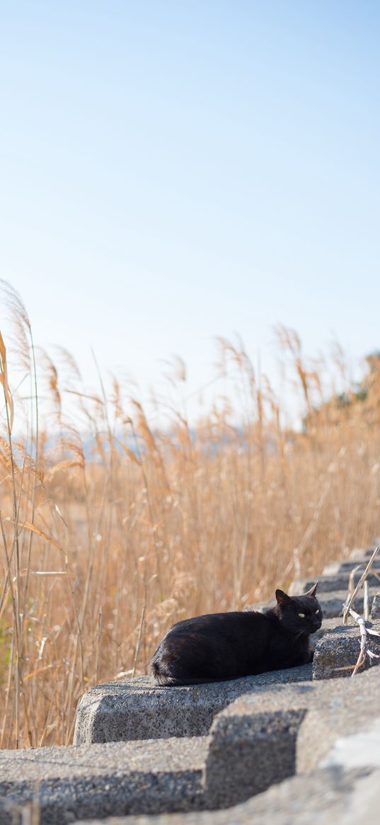 cat, animal, stones, reeds, grass, field