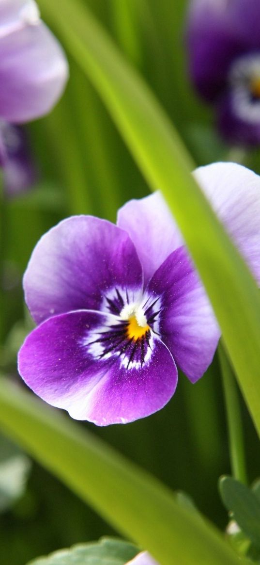 pansies, flowers, close-up, spring