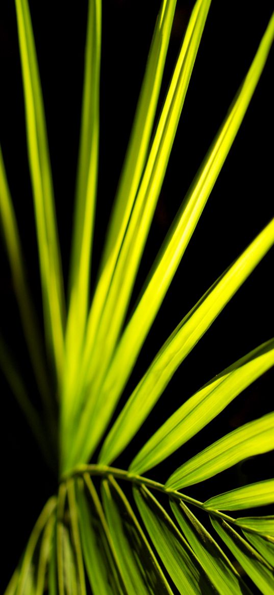 palm leaf, leaf, green, macro