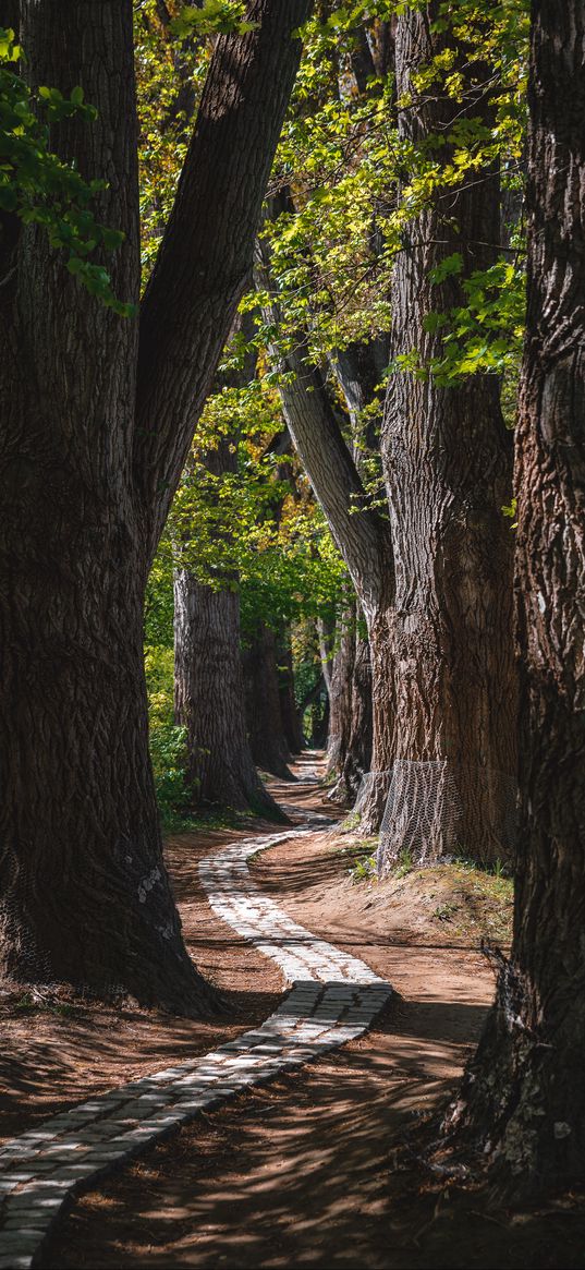 park, trees, path, turn