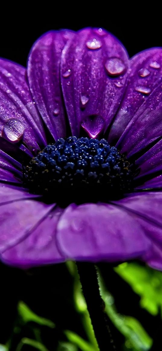 flower, night, drops, dew, close-up