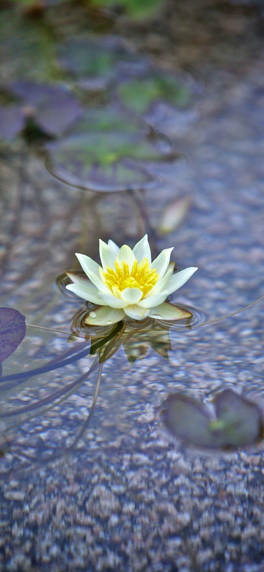 water lily, flower, white, plant, water, macro