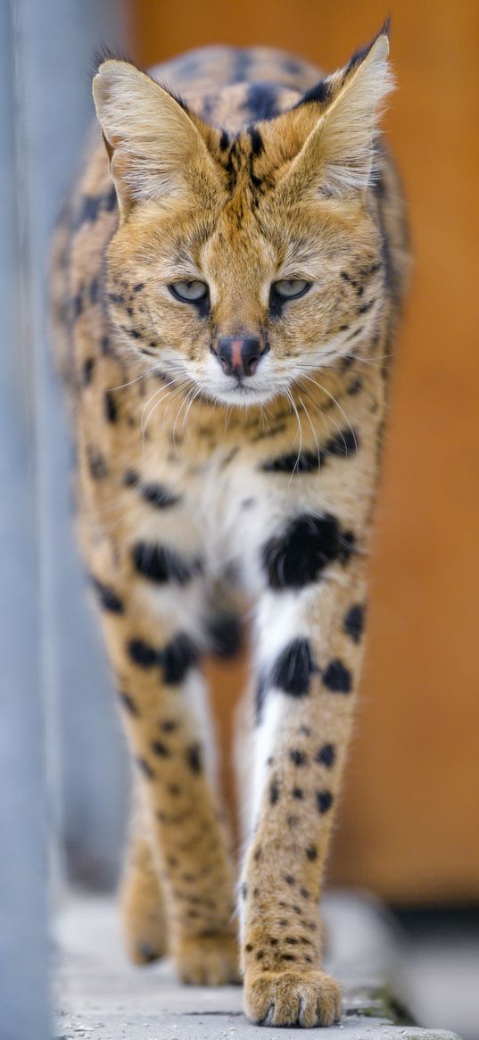 serval, cat, animal, predator, wild