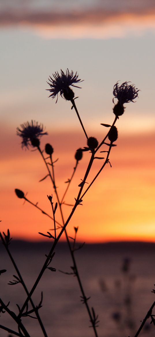 thistle, plant, field, sunset, dark