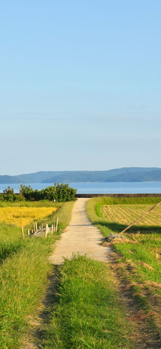 field, path, plantation, landscape