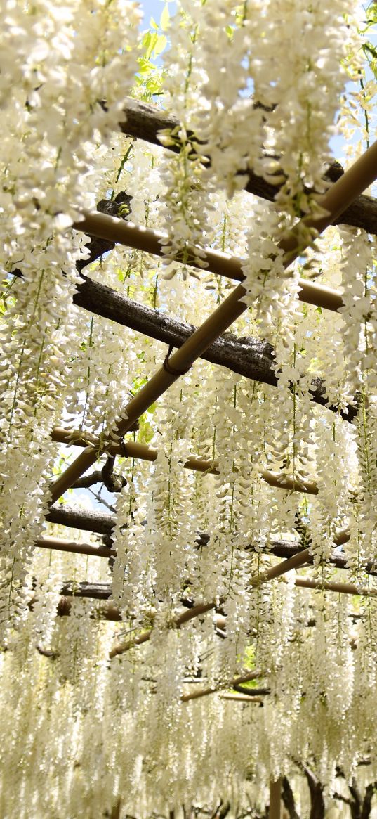 flowers, sticks, white