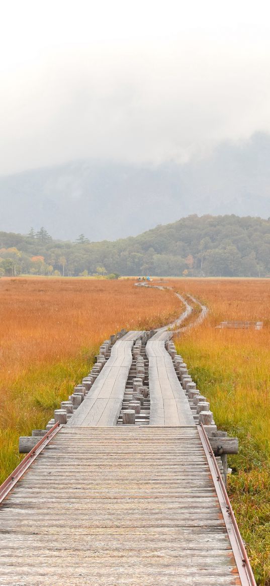 road, swamp, fog, nature