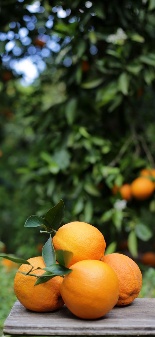 oranges, fruits, citrus, harvest