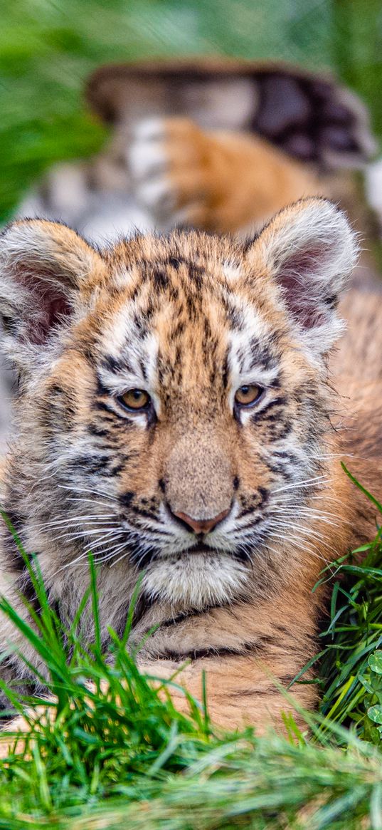 tiger cub, tiger, animal, big cat, cute