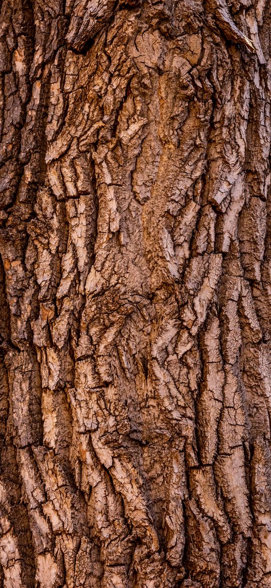 bark, tree, texture, surface, brown