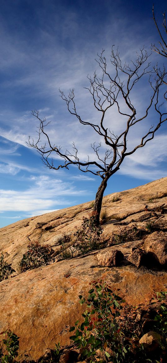 tree, rock, slope, landscape, nature