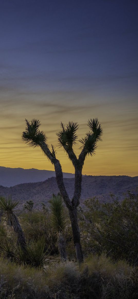 cacti, bushes, mountains, dusk, landscape, nature