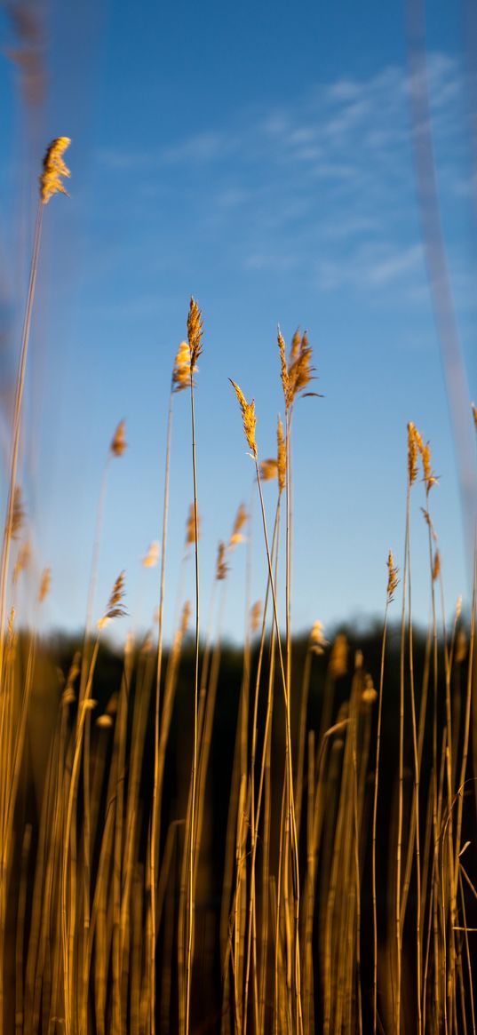 reeds, ears, grass, plant, nature