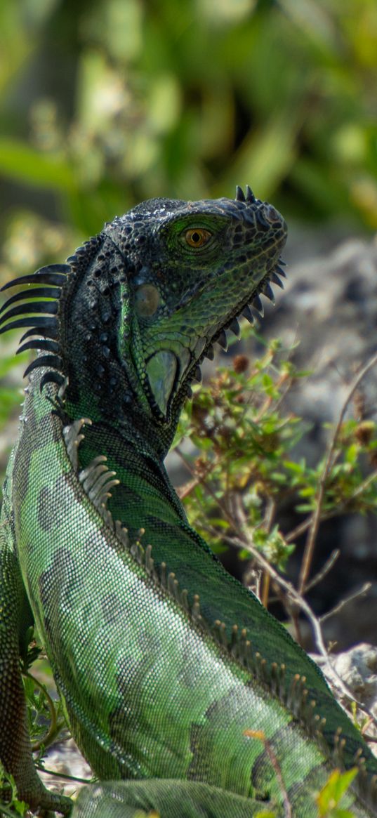 iguana, lizard, reptile, glance, green