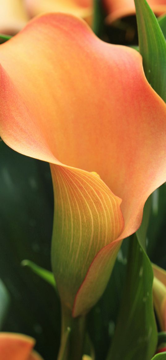 calla, flower, orange, plant