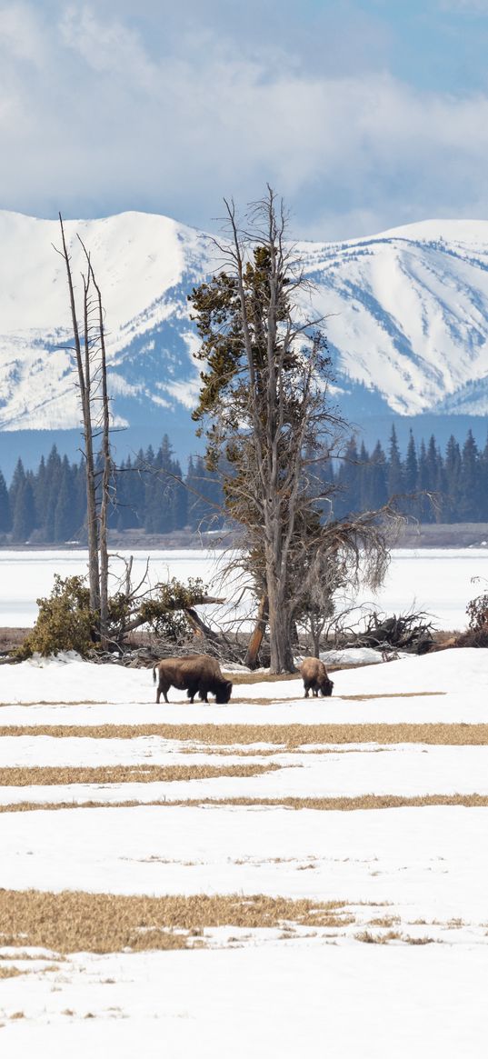 bison, animals, wildlife, snow, winter