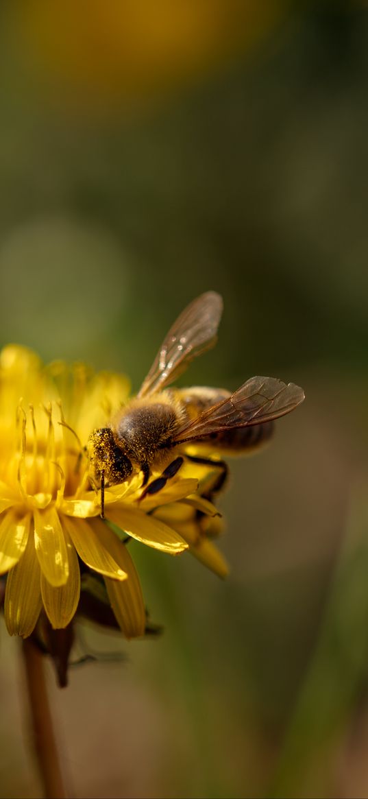 bee, insect, dandelion, flower, macro