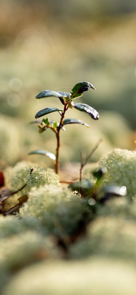 sprouts, leaves, macro