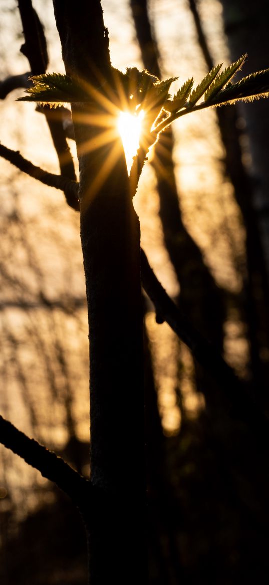 tree, sprouts, sun, rays, sunset, dark