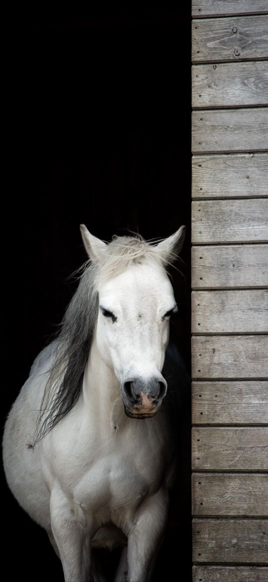 horse, animal, white, stable