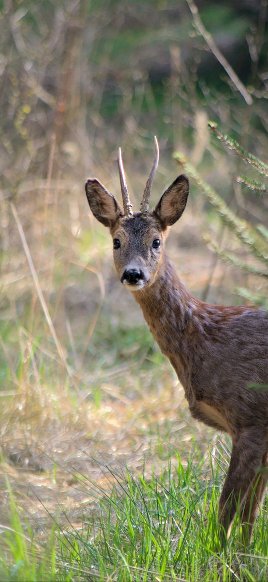 roe deer, animal, wildlife