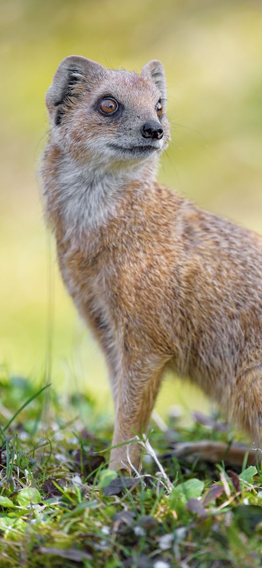 mongoose, glance, funny, animal