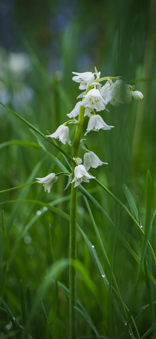 flower, white, plant, grasses