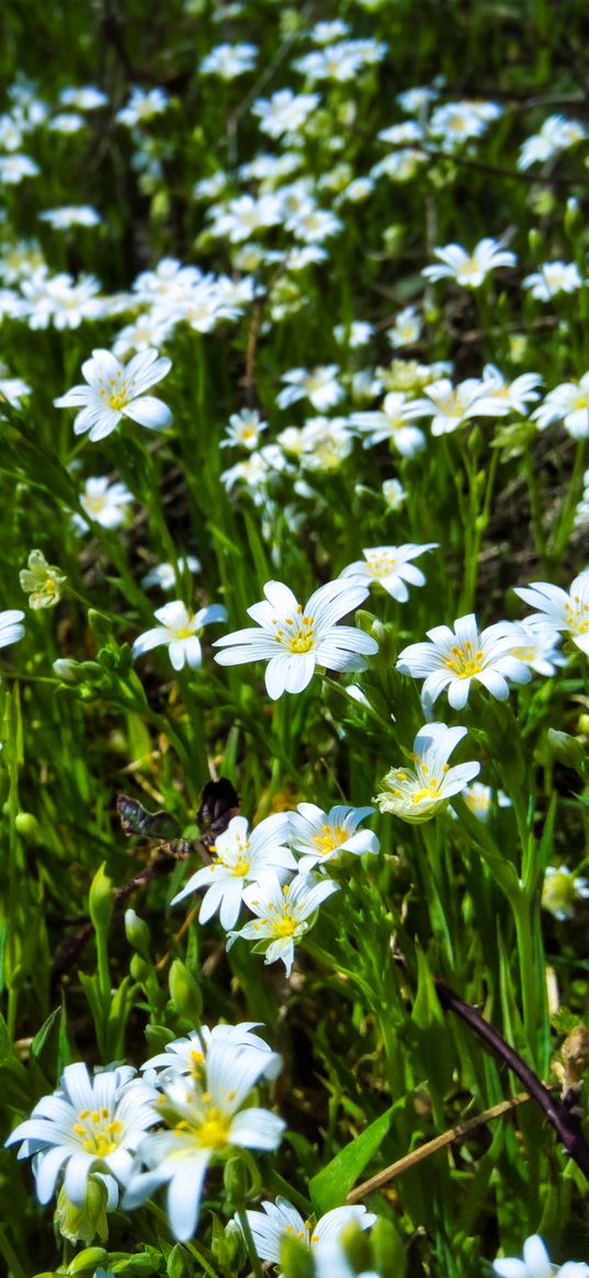 wild flowers, flowers, field, plants