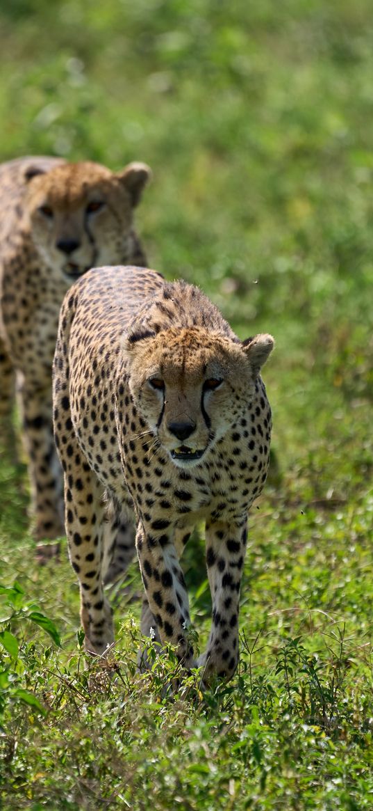 cheetahs, animals, predators, greenery, wildlife