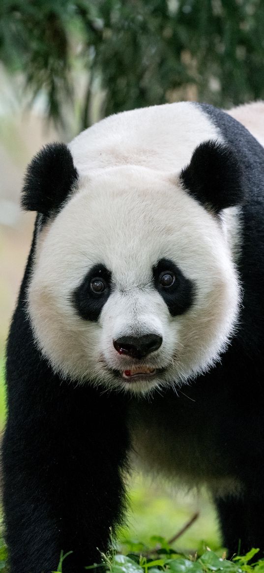 panda, animal, glance, furry