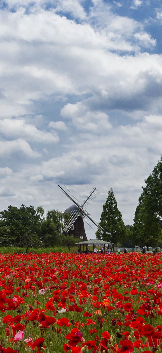 mill, poppies, flowers, field, landscape