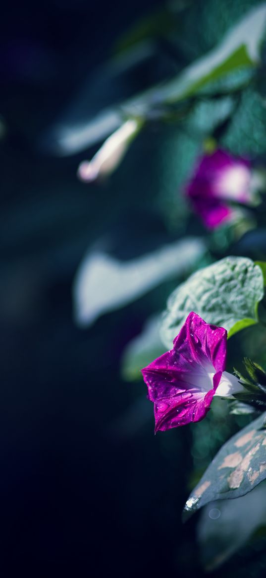 morning glory, flowers, leaves, plant, macro